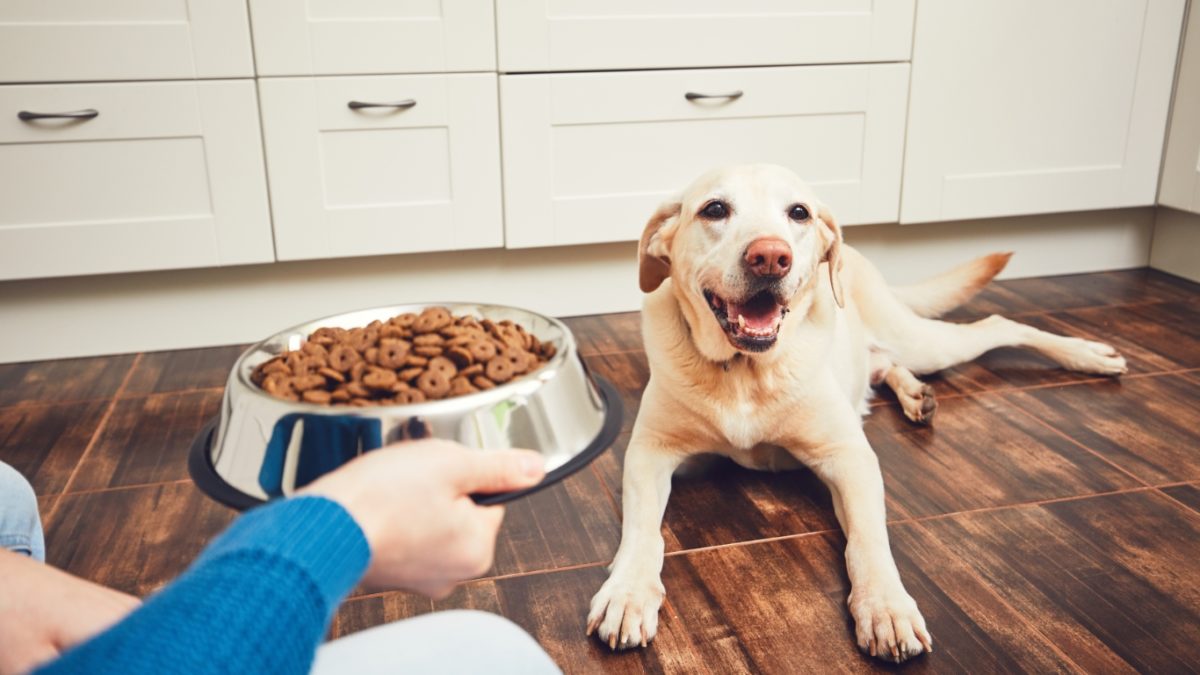 3 of the most common reasons to put your dog on a diet