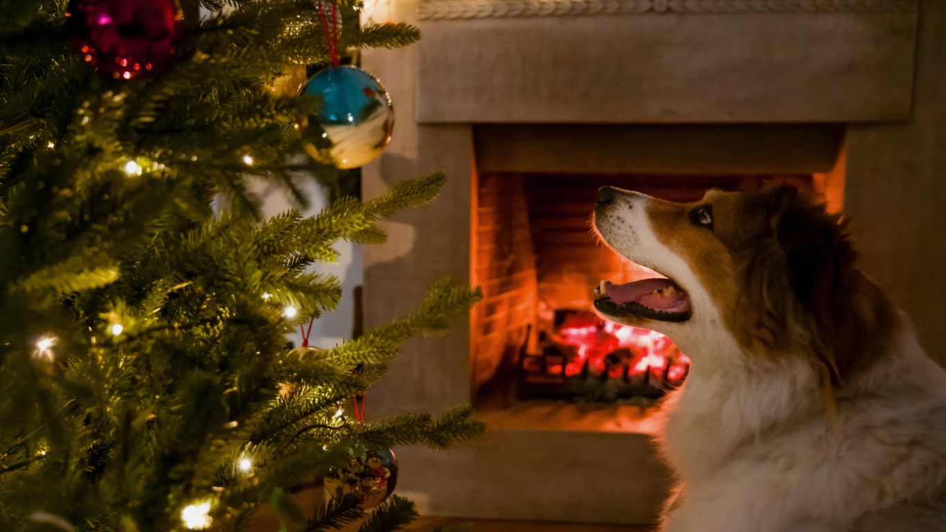 4 Ways to Make Your Christmas Tree Safe for Your Dog Pinnacle Pet