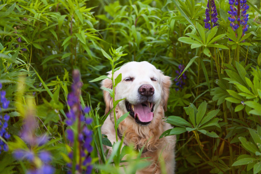 Dog surrounded by plants