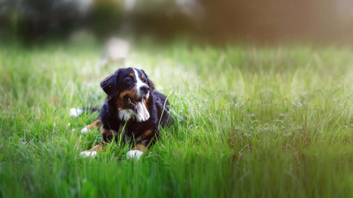 bernese-mountain-dog-breed-dog-lying-on-the-grass