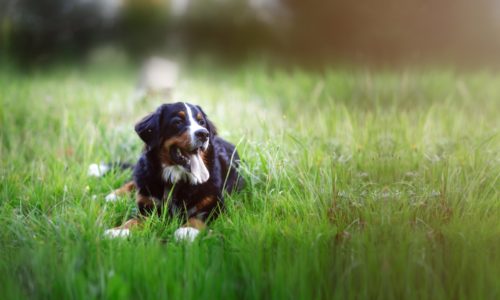 Natural Flea and Tick Repellent for Dogs