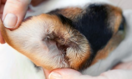 4 Tips to Safely Clean Your Dog's Ears