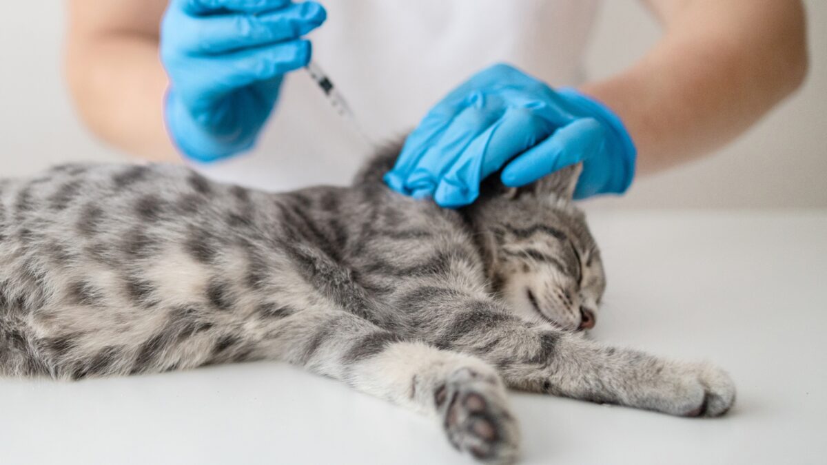 Can a Pet Get Rabies if it Has Been Vaccinatedfeatured image