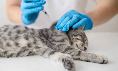 Can a Pet Get Rabies if it Has Been Vaccinated?